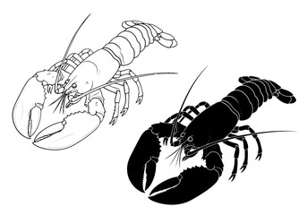 Vector art of lobster illustration and silhouette isolated on white background
