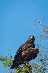 Greater spotted eagle or Clanga clanga large bird of prey at keoladeo national park or bharatpur bird sanctuary forest rajasthan india. bird of prey closeup or portrait perched on tree