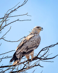 Long legged buzzard or Buteo rufinus bird of prey closeup or portrait perched on branch of a tree during winter season migration at tal chhapar blackbuck sanctuary churu rajasthan india asia
