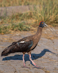 Wild Red naped ibis or Indian black ibis or Pseudibis papillosa bird closeup or portrait with open bill at keoladeo national park bharatpur bird sanctuary sanctuary rajasthan india asia