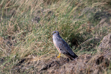 Montagu harrier male or Circus pygargus ground perched in green grass or meadow during winter season migration at tal chhapar sanctuary churu rajasthan india asia