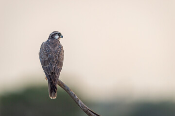 Laggar falcon or Falco jugger an angry and migratory bird Sitting on perch with green background during winter morning in an open grass field of tal chhapar blackbuck sanctuary rajasthan india asia