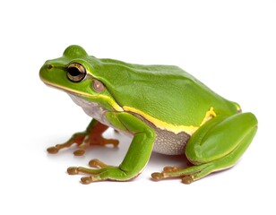 Fototapeta premium Side view of a vibrant green frog