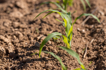 new shoots of young corn in the field are illuminated by sunlight from behind, corn planted in rows