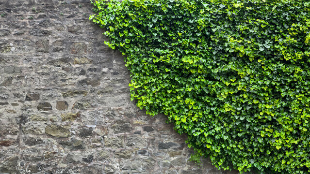 Enchanting Green Ivy Clings to Historic Stone Wall: A Fusion of Nature and Architecture