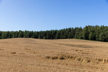 monocultural field with yellow and dry ears of ripe wheat in windy weather, a forest is near the...