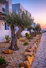 Fototapeta premium Modern white buildings, olive trees, and a stone walkway at sunset