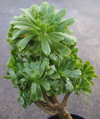 Aeonium arboreum var. arboreum succulent plant