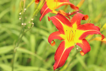 Orange daylilies, flowers close-up. Orange flowers with a yellow center and clearly visible stamens. Natural background. Many beautiful bright daylily flowers planted in the park. Garden