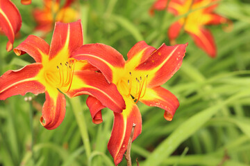 Orange daylilies, flowers close-up. Orange flowers with a yellow center and clearly visible stamens. Natural background. Many beautiful bright daylily flowers planted in the park. Garden