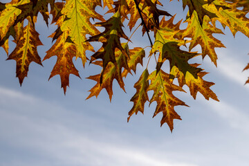oak tree growing in the autumn , oak branches with yellowing foliage in sunny weather in autumn