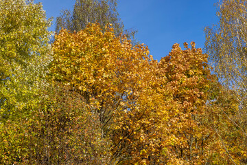 trees in the autumn season , colorful foliage on the branches of trees before falling before the fall