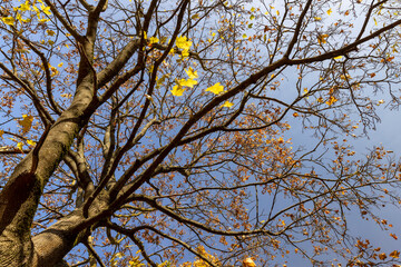 yellow foliage on the maple , few maple leaves against the sky in sunny weather closeup