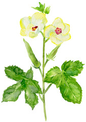 家庭菜園のオクラとオクラの花　水彩イラスト