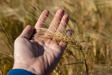 yellow rye in the summer of the year in sunny weather, brightly illuminated by sunlight, a field with a new rye harvest in the summer of the year in eastern Europe