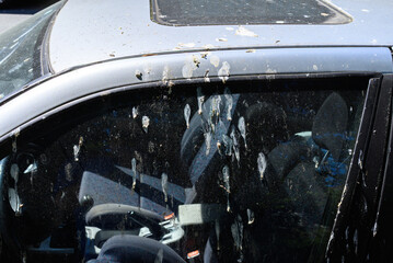 A Dirty Car Window with Bird Droppings. Concept Urban cleaning problems.