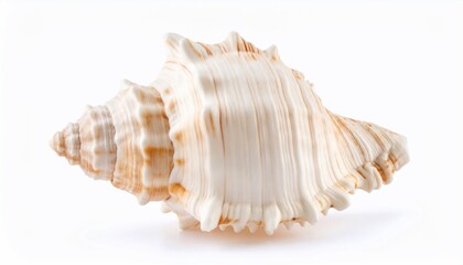 Fototapeta premium Elegant Seashell Close-Up: A Creamy White Spiral Shell on White Background