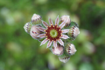 Close up first flower and buds of Sempervivum tectorum, the common houseleek. Blurred environment. Summer, July, Netherlands.