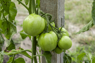 A bunch of unripe cherry tomatoes growing in the garden