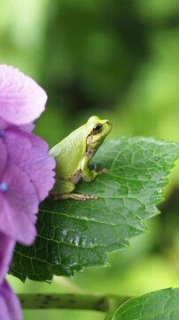 A close-up video of a small green tree frog resting calmly on a textured green hydrangea leaf. A soft purple hydrangea blossom is visible in the blurred background, creating a serene and natural scene