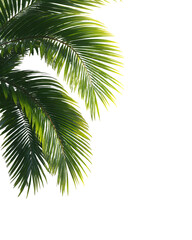Naklejka premium Palm leaves with drop shadow, transparent PNG summer overlay --ar 4:5 --raw