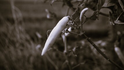 chili on the tree edited with gray color