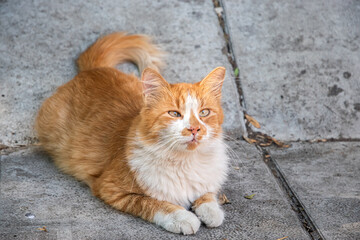 Cute ginger and white cross-eyed street cat lying on pavement