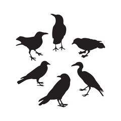 Obraz premium Group of bird silhouettes in various poses vector isolated on white background.