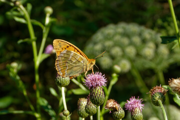 Silver-washed fritillary butterfly feeding on a thistle flower.