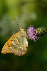 Silver-washed fritillary butterfly feeding on a thistle flower.