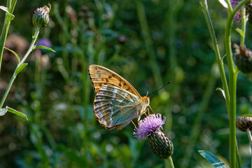 Silver-washed fritillary butterfly feeding on a thistle flower.