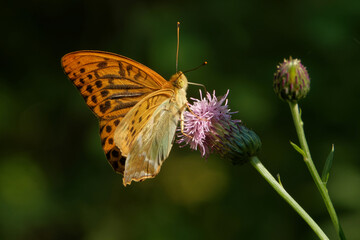 Silver-washed fritillary butterfly feeding on a thistle flower.