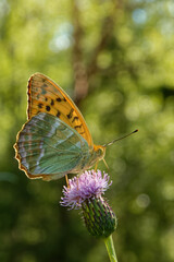 Silver-washed fritillary butterfly feeding on a thistle flower.