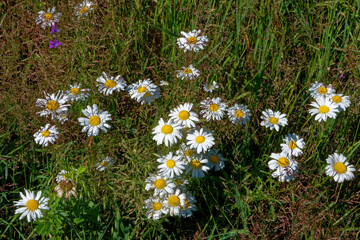Oxeye daisy (Leucanthemum vulgare) in green grass.