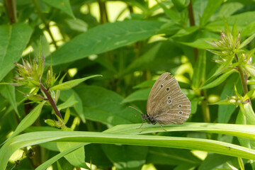 A Ringlet (Aphantopus hyperantus) butterfly on a green leaf.