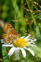 Niobe fritillary on a daisy flower.