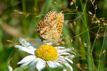 Niobe fritillary on a daisy flower.