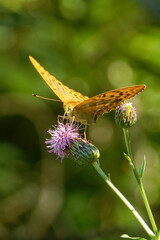 Silver-washed fritillary butterfly feeding on a thistle flower.