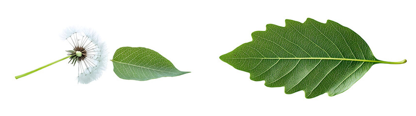 fresh green dandelion leaf isolated on a transparent background