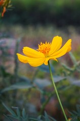 Close up of sulfur kenikir, beautiful yellow flower suitable for background