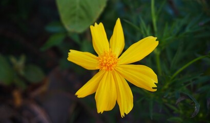 Close up of sulfur kenikir, beautiful yellow flower suitable for background