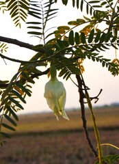 white turi flowers still on the tree