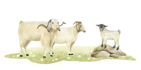 Cute white goats with baby standing on the rock watercolor isolated illustration. Farm animals on a grass lawn in realistic style and pastel colors for rural village designs and countryside scenes