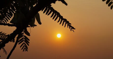 the twilight sky between the leaves, perfect for a background