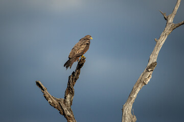 An African harrier-hawk (Polyboroides typus) perched on top of a dead tree branch