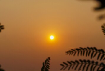 the twilight sky between the leaves, perfect for a background
