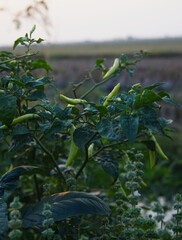 close up of green chilies on the tree