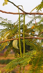 white turi flowers still on the tree