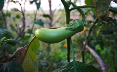 green eggplant still on the tree