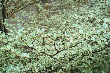 Variegated Leaves Whisper Natural Harmony